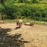 La Castellana Farm stay