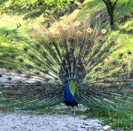 Vakantieboerderij La Castellana Assisi