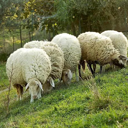 La Castellana * Assisi