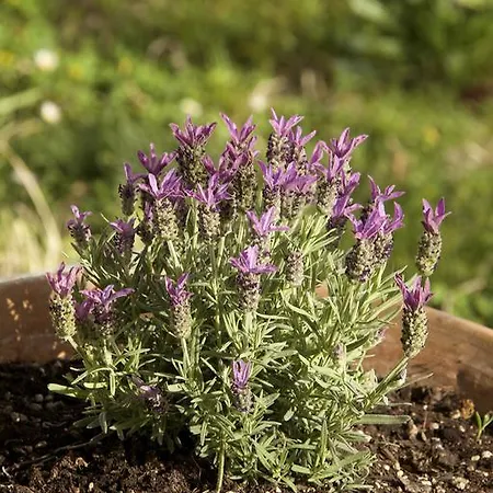 La Castellana Alloggio per agriturismo Assisi